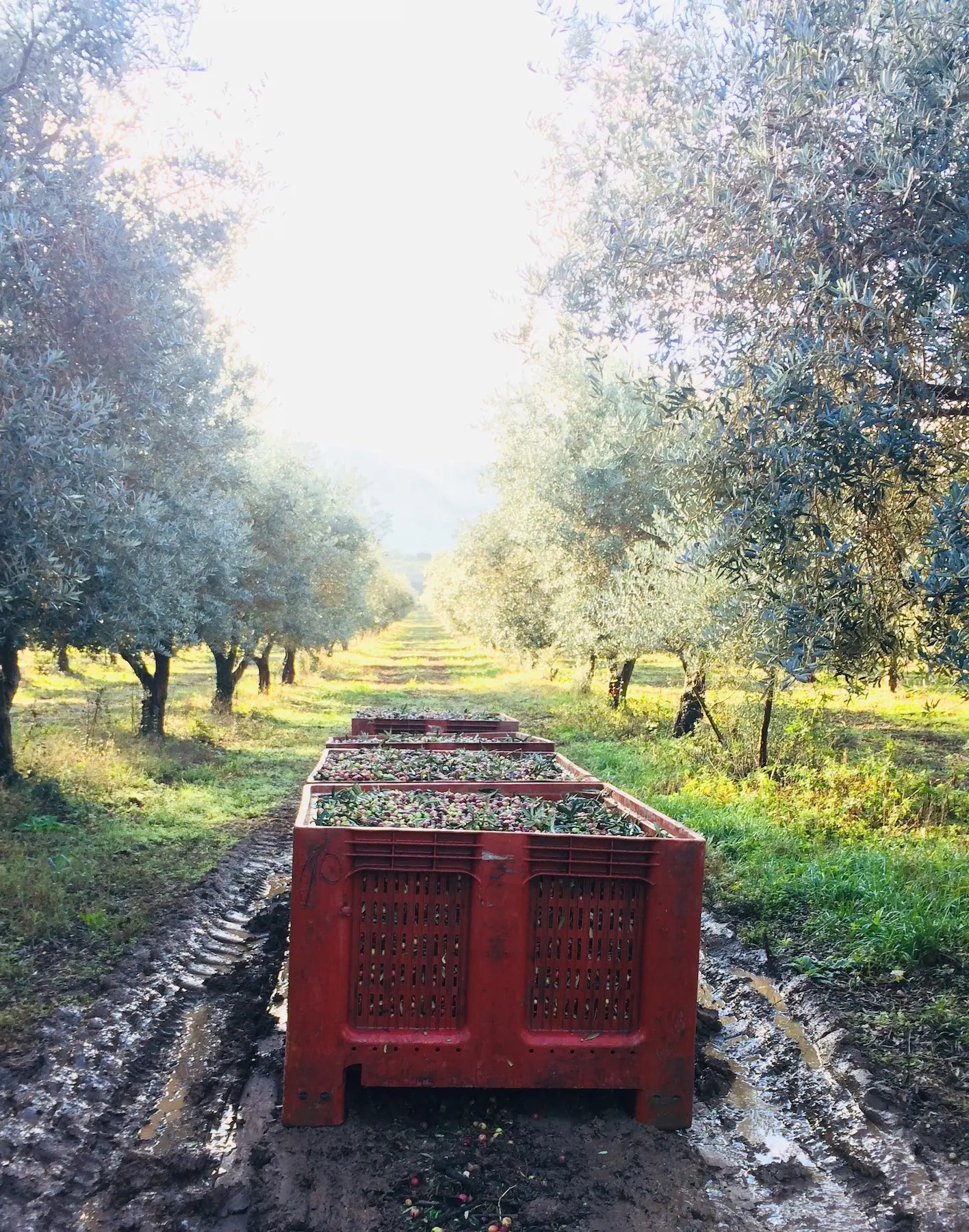 Olive Grossane, joyau de la Vallée des Baux !