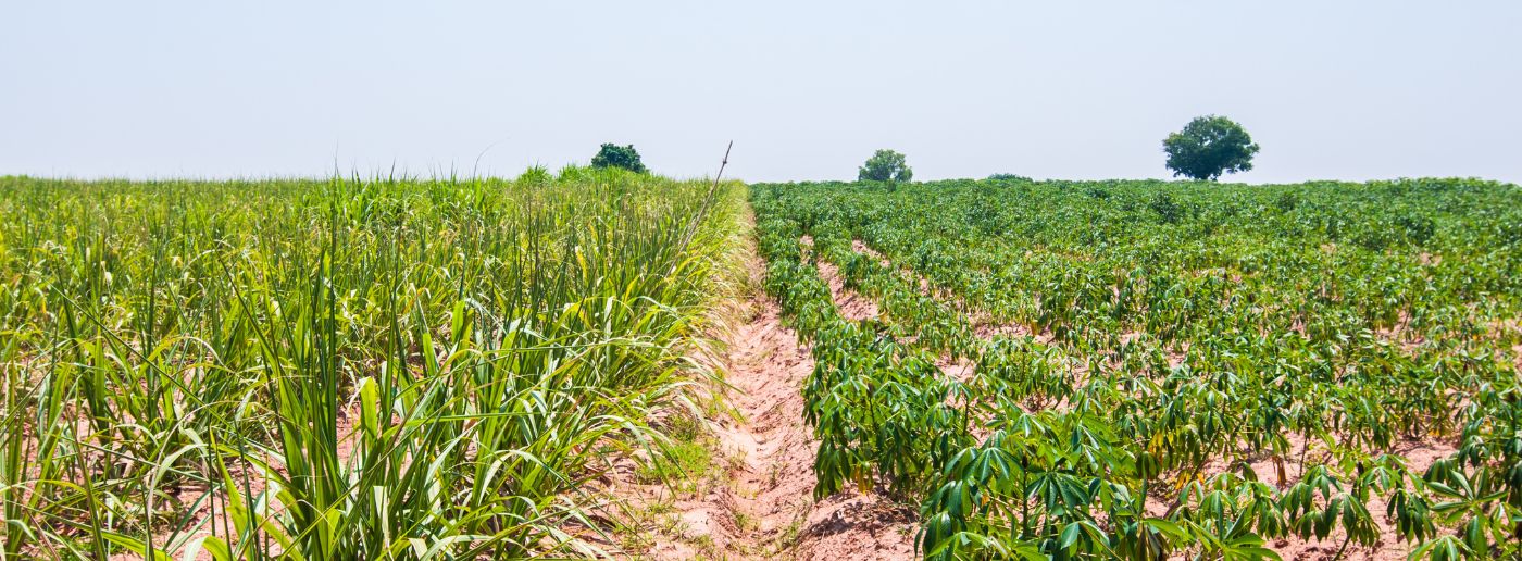 La rotation des cultures : une pratique agricole durable et vertueuse
